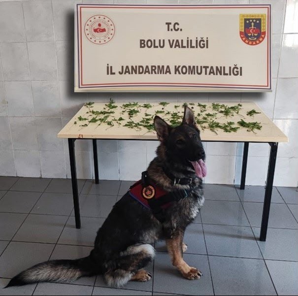 Bolu’da jandarmadan peş peşe uyuşturucu ve kaçakçılık operasyonları: 3 tutuklama 4 boluda jandarmadan pes pese uyusturucu ve kacakcilik operasyonlari 3 tutuklama 0 mLlwRZJW