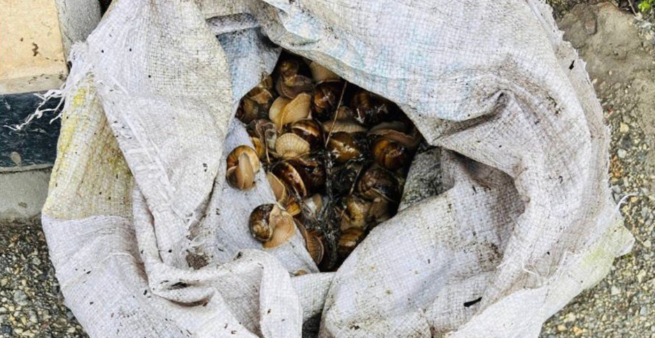 boluda kacak toplanan 16 kilogram salyangoz ele gecirildi 1