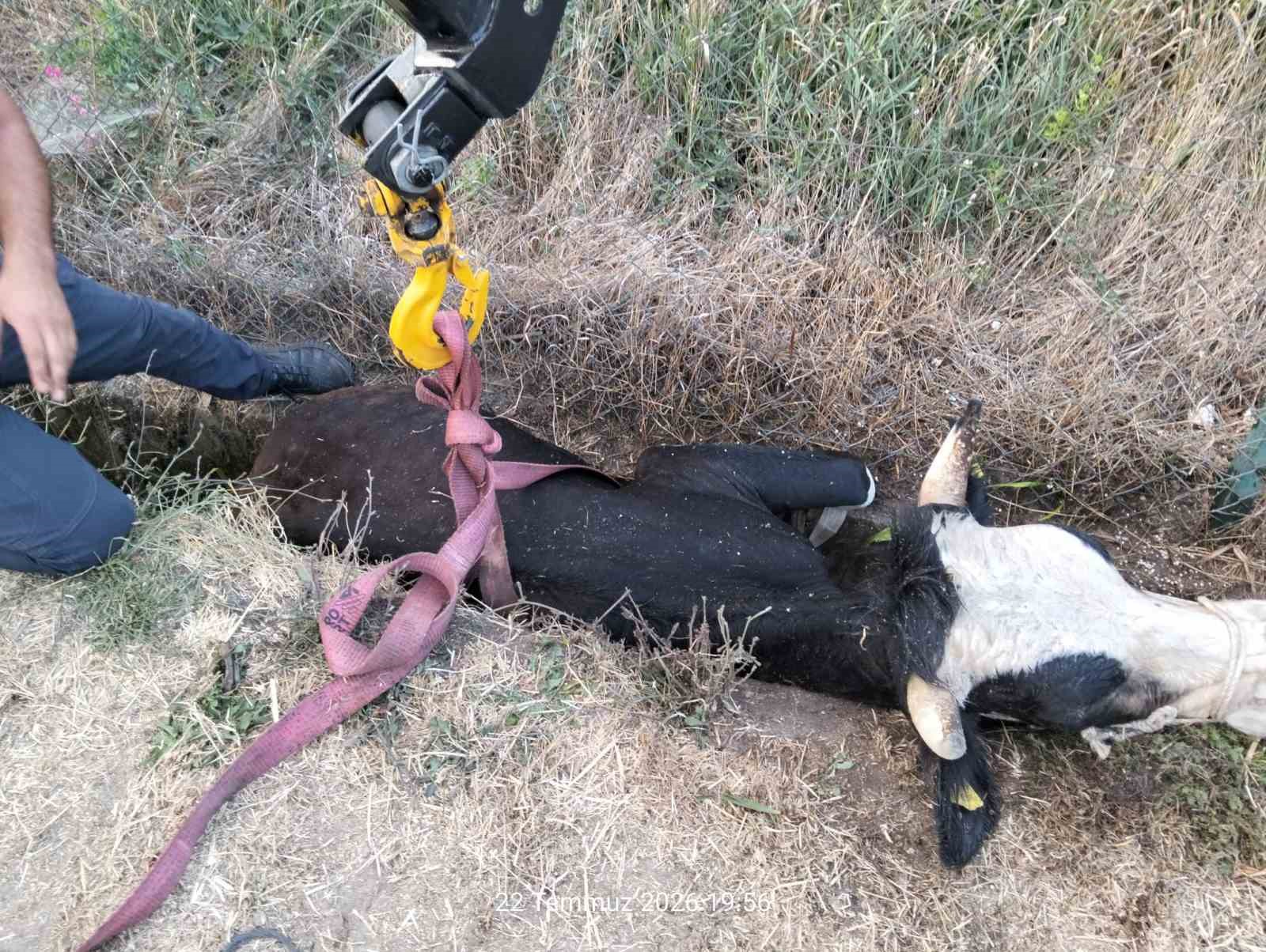 boluda kanala dusen inek icin itfaiye seferber oldu 0 deqHVYFI