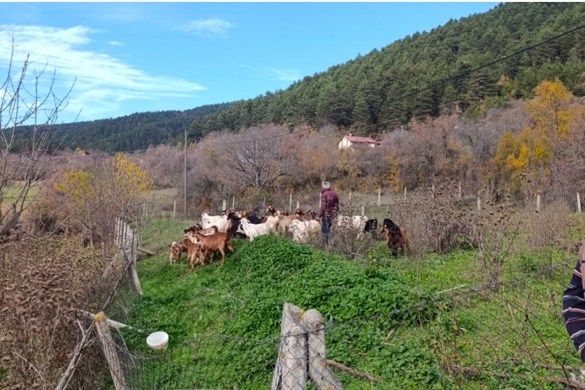 boluda kayip hayvanlar dronla bulundu 3 rpks9Urg