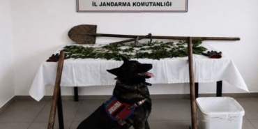 boluda-kenevir-bahcesi-olusturan-supheli-tutuklandi-w1Uag5u2.jpg