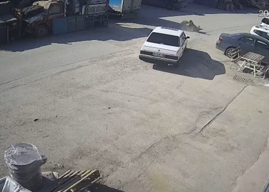 boluda kopegin uzerinden gecen surucu gozaltina alindi 1 lUEtC1ss