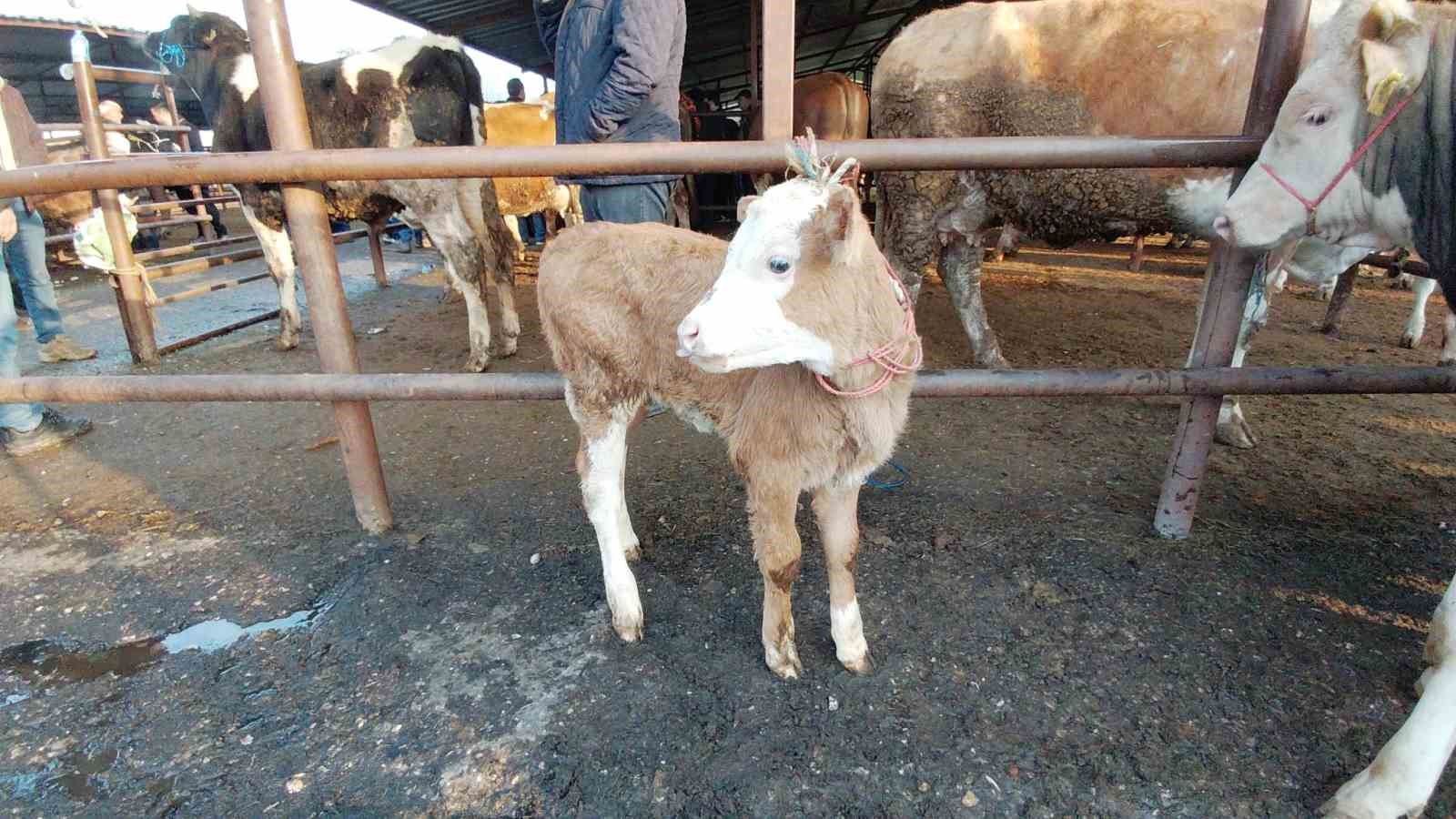 boluda kurban pazarlarinda hareketlilik basladi 4 iQZDeYFr