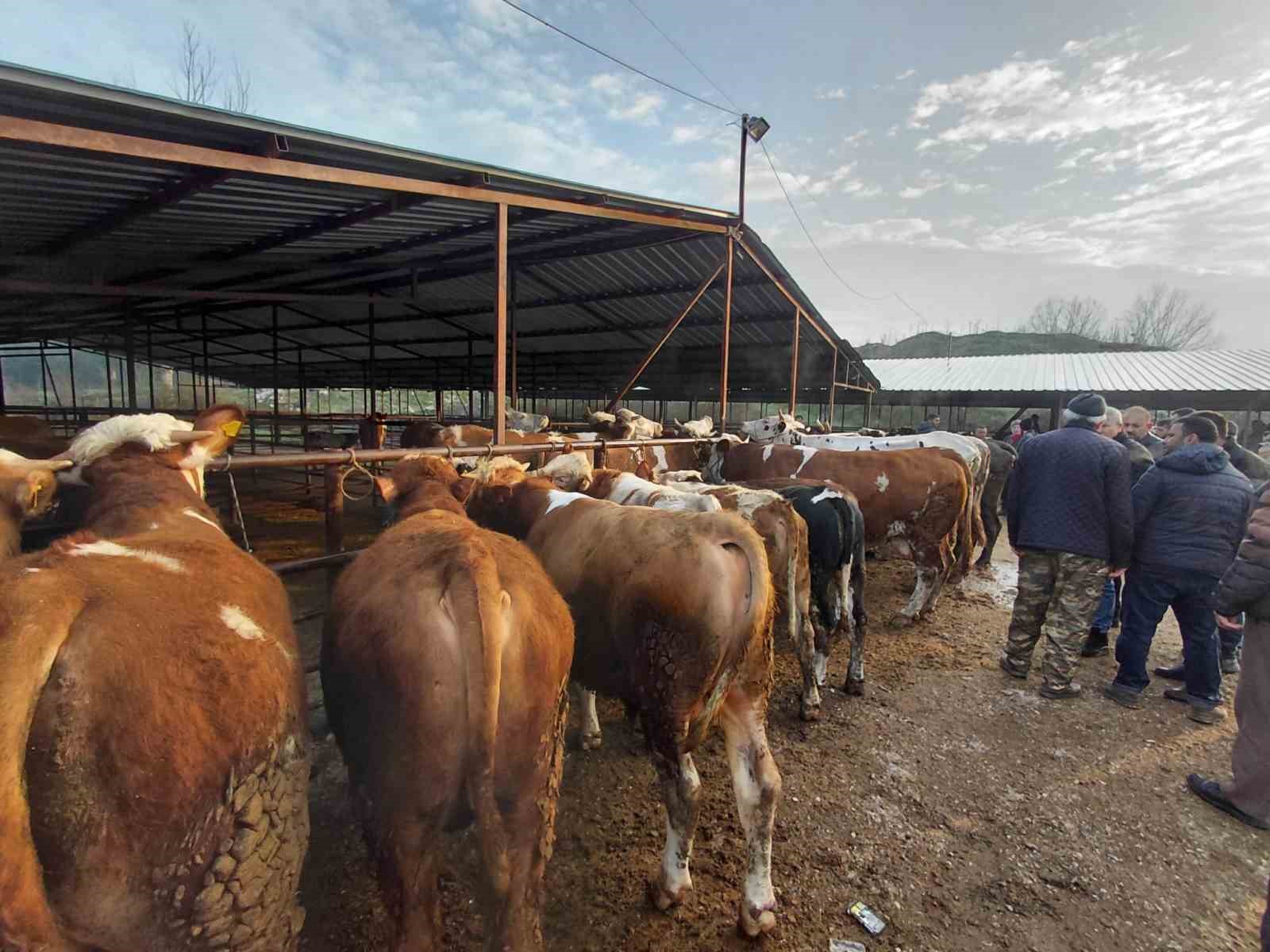 boluda kurban pazarlarinda hareketlilik basladi 5