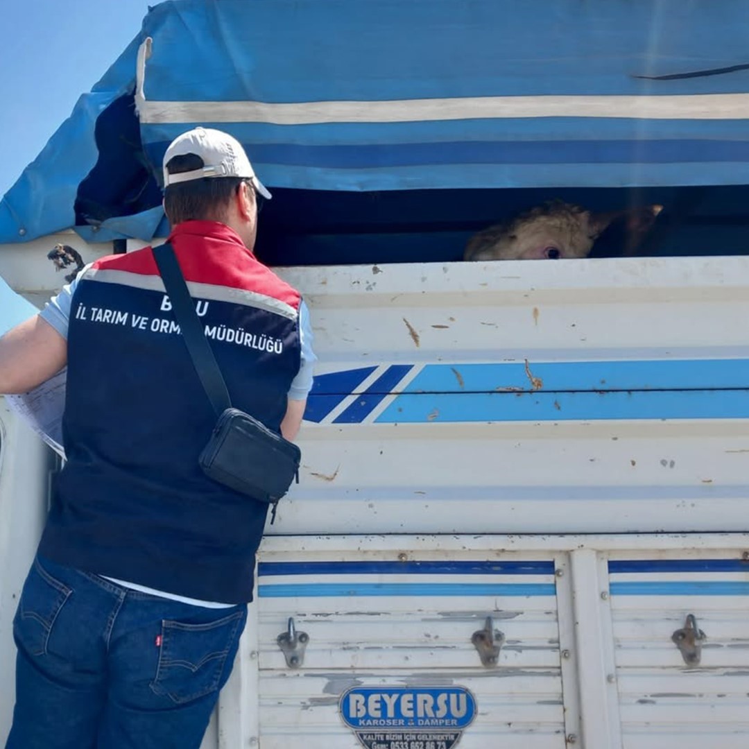boluda kurbanlik nakil araclari kontrol edildi 1 yfAbMgO1