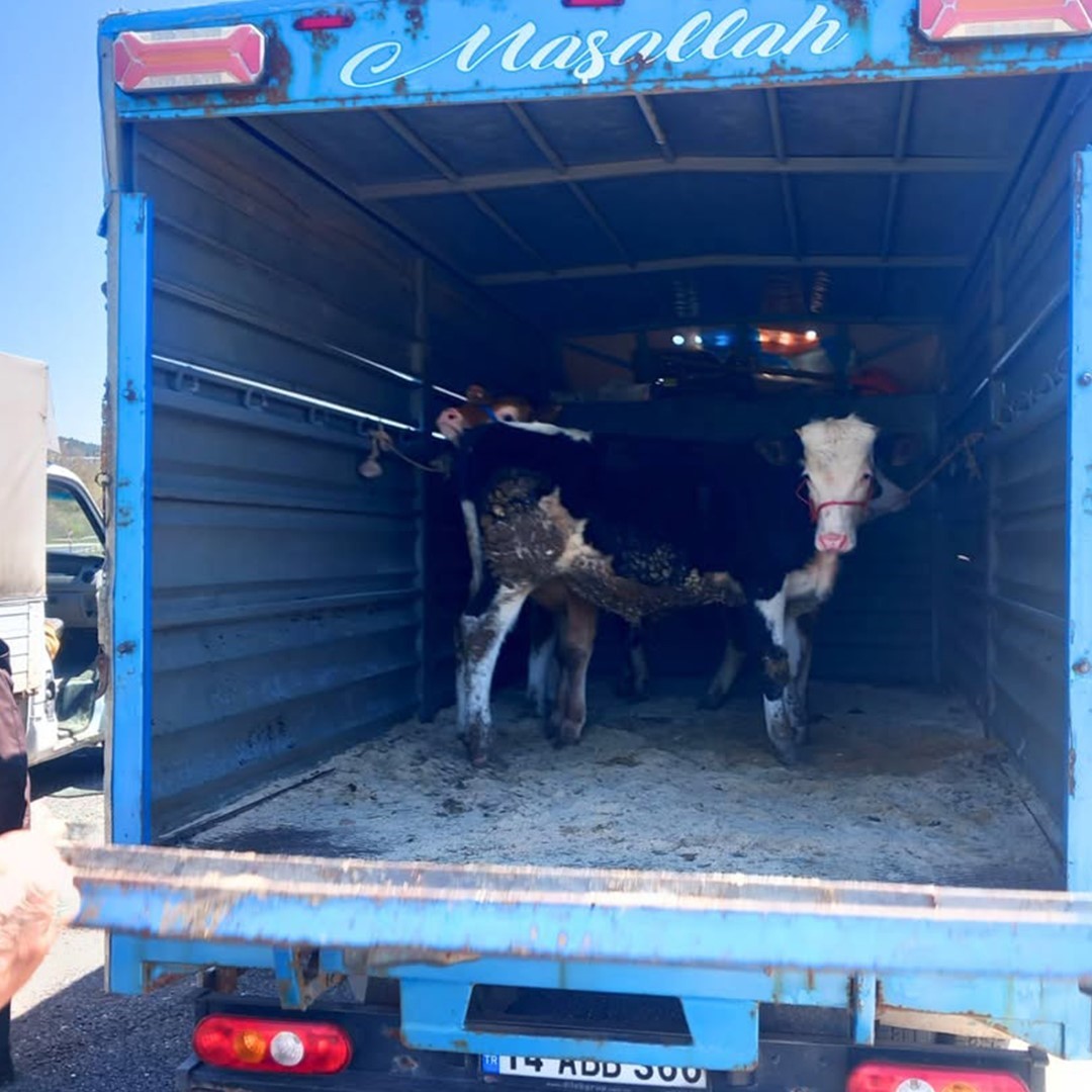 boluda kurbanlik nakil araclari kontrol edildi 2 FgmsW4VR