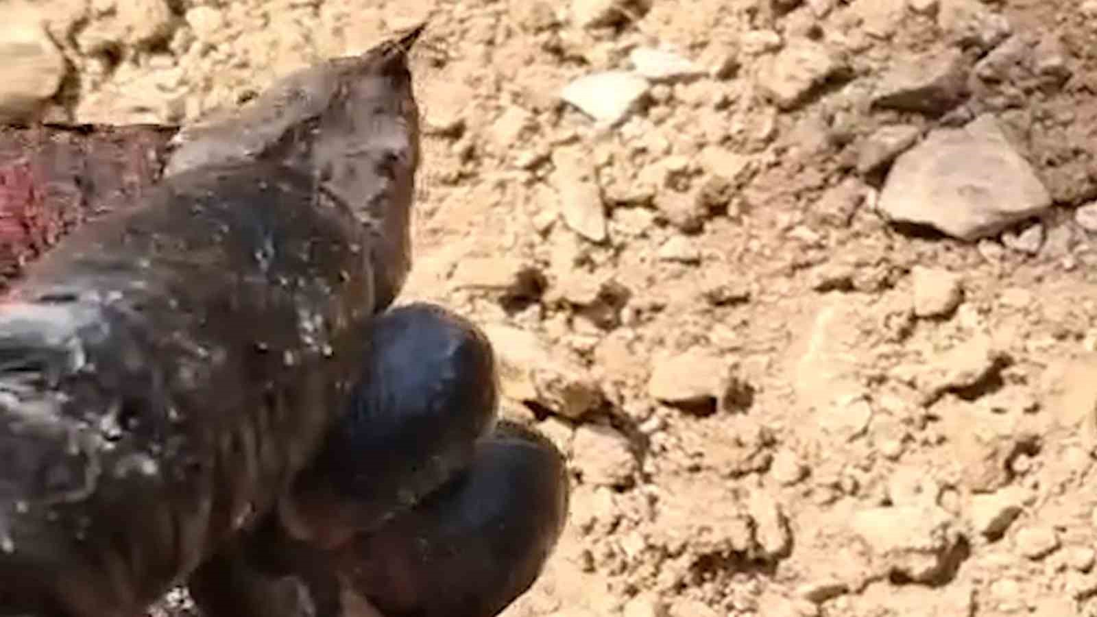 boluda odun yiginlari arasinda nesli tehlike altinda olan zehirli yilan goruntulendi 1