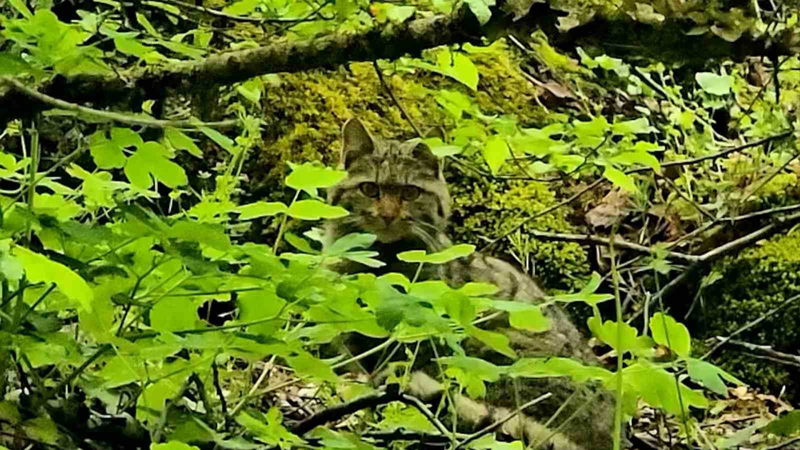 boluda ormanlik alanda gezinen yaban kedisi goruntulendi 0 T7mvzGTA
