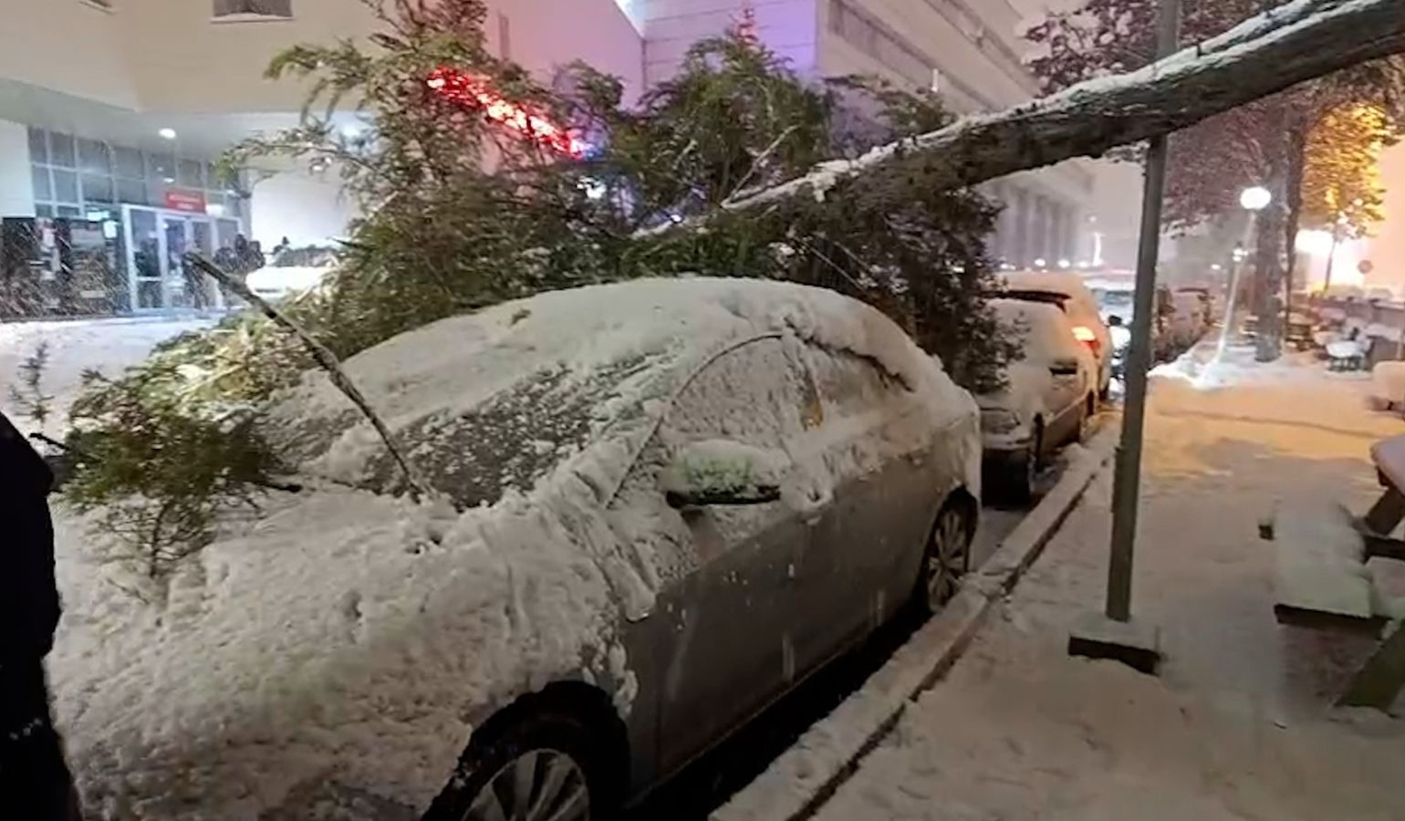 boluda park halindeki araclarin uzerine agac devrildi 0 AHZOE3cP