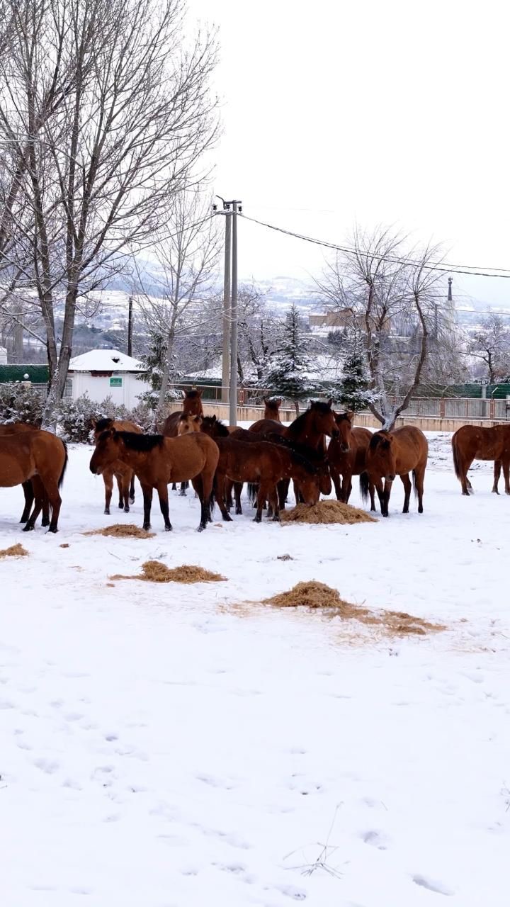 boluda sehir merkezine inen yilki atlarini belediye ekipleri besledi 1 RDNfSvzG