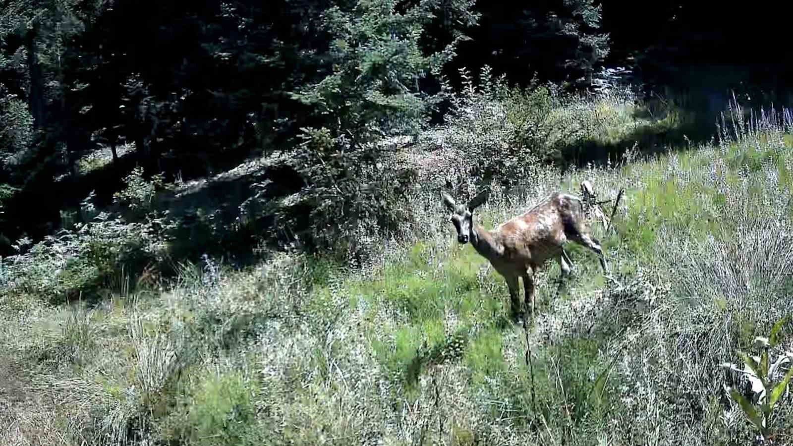 boluda yaban hayati fotokapanlarla goruntulendi 2 wpAzPYgT