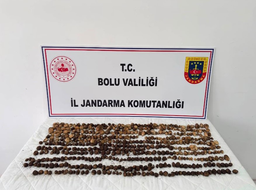 Bolu’da yabani salep toplayan 3 kişiye rekor ceza: 2 milyon 97 bin TL 4 boluda yabani salep toplayan 3 kisiye rekor ceza 2 milyon 97 bin tl 0