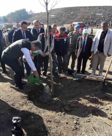 boluda-yanan-orman-yeniden-yeseriyor-QhUswes8.jpg
