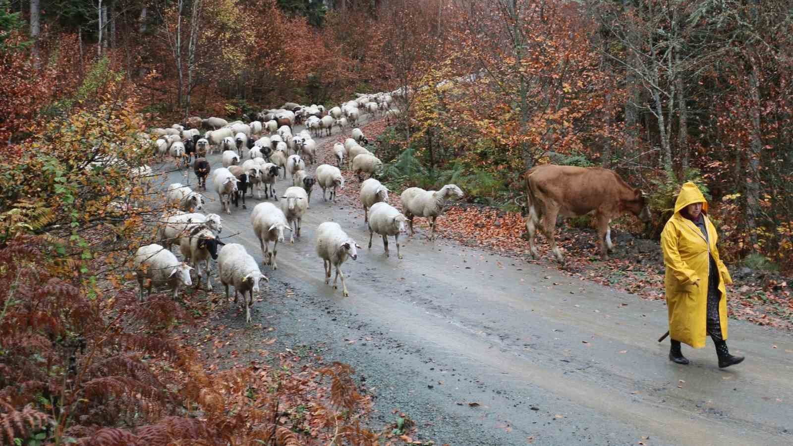 boluda yaylalardan koylere goc basladi 2 3dfJTtMI