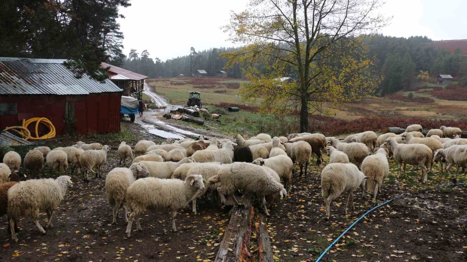 boluda yaylalardan koylere goc basladi 7