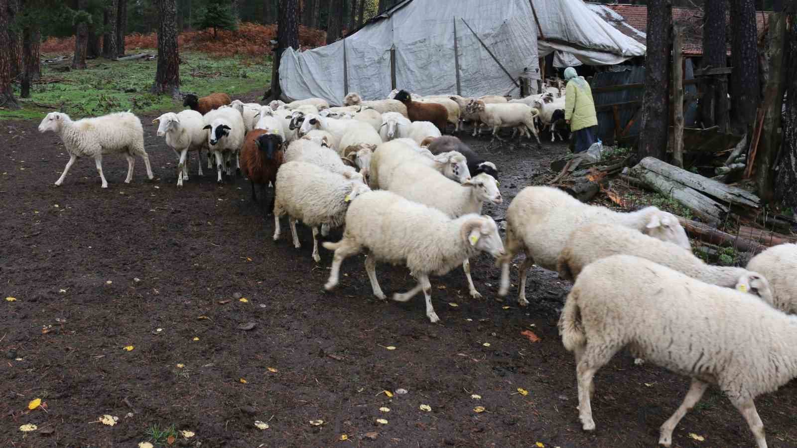 boluda yaylalardan koylere goc basladi 8