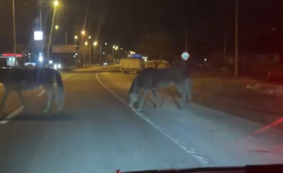boluda yilki atlari d 100e indi orta refujde otladilar 2 RNW6kOGE