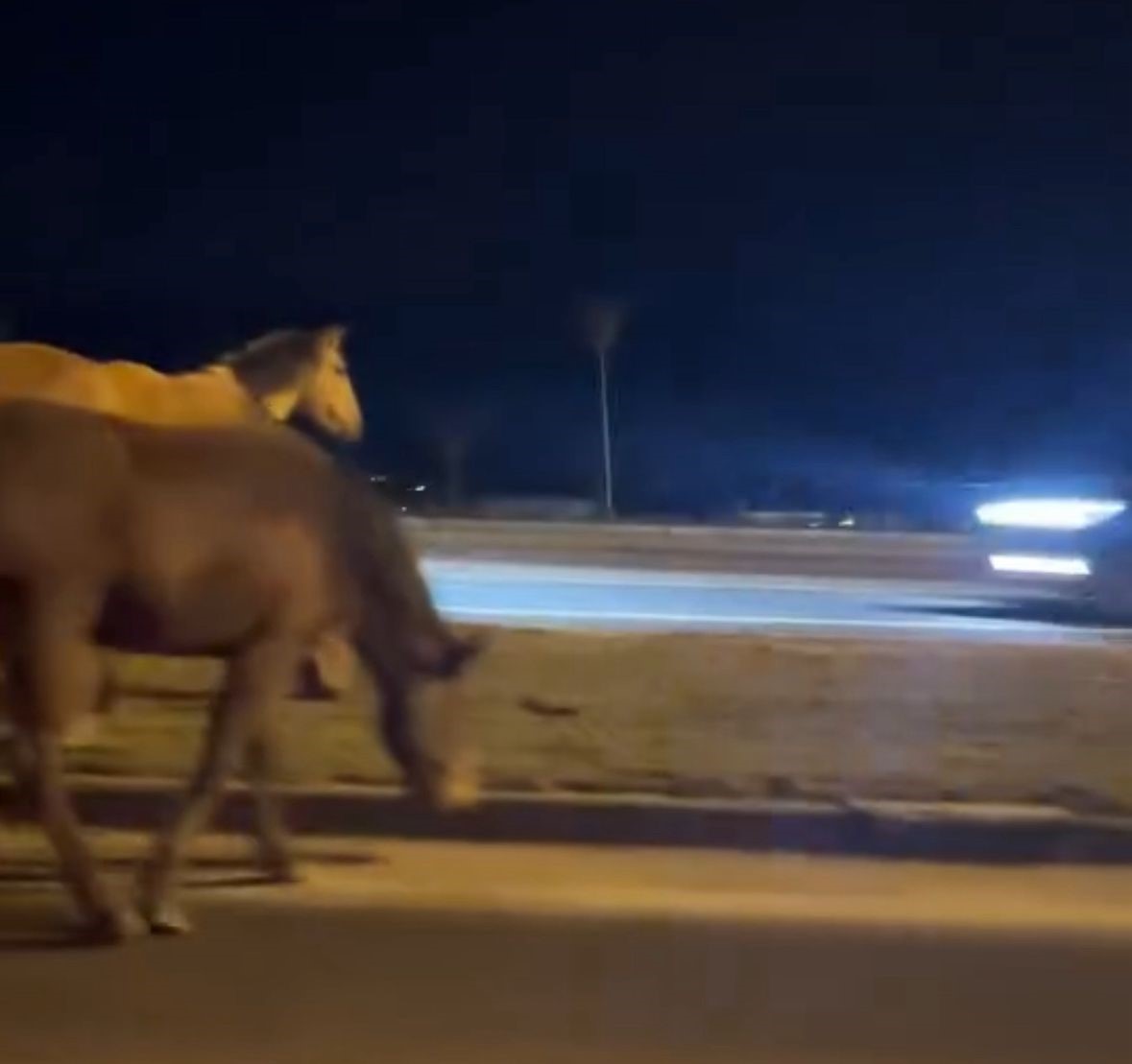 boluda yilki atlari d 100e indi orta refujde otladilar 3 7DWMiL35