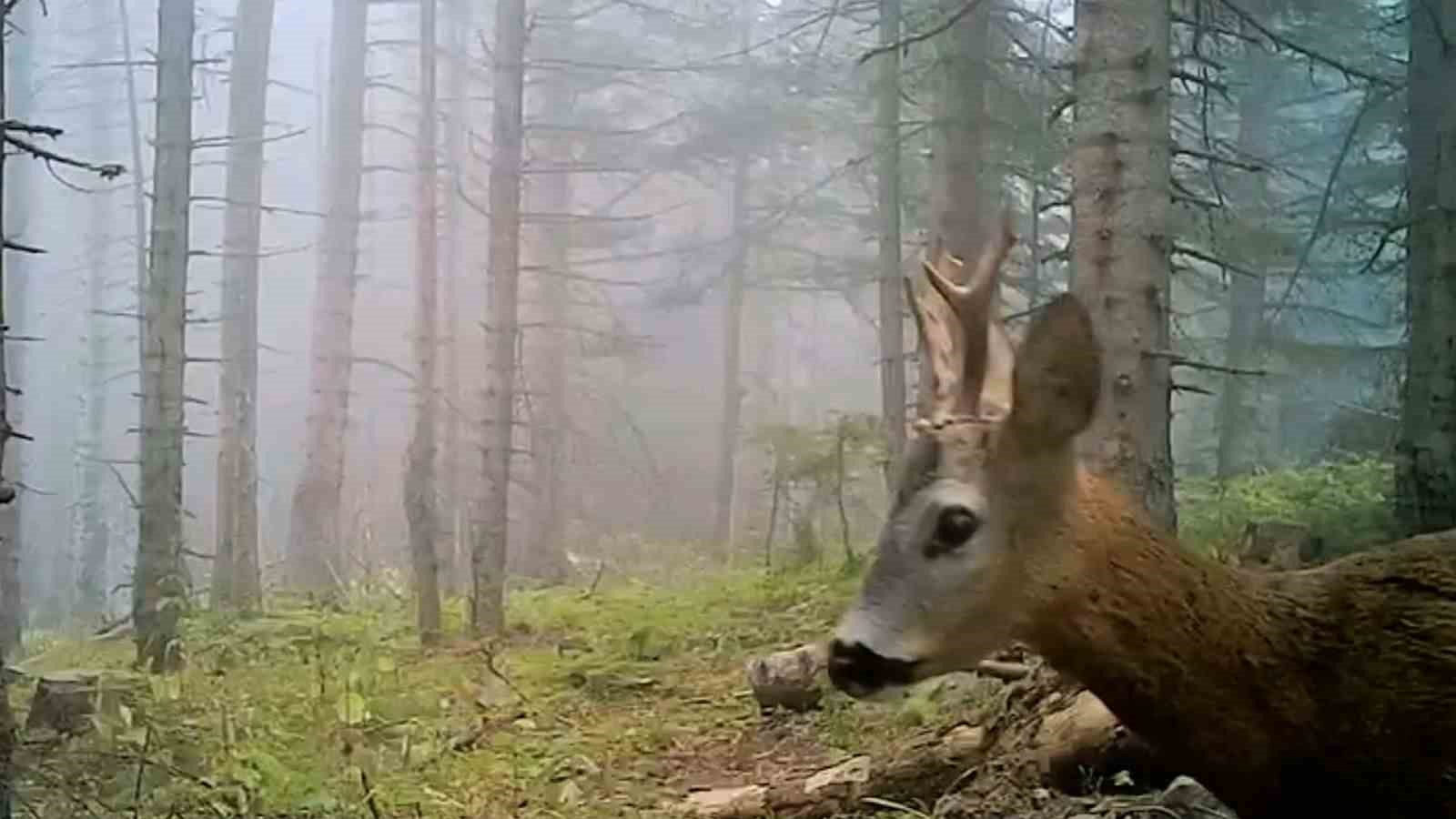 Bolu’nun yaban hayatı fotokapana yansıdı 6 bolunun yaban hayati fotokapana yansidi 2 ZONQEI1w