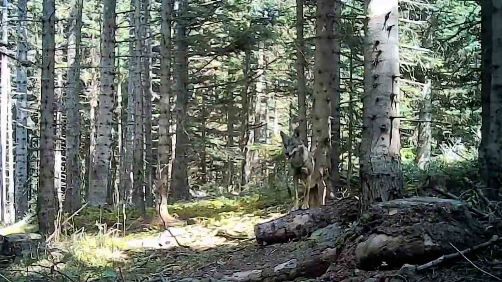 Bolu’nun yaban hayatı fotokapana yansıdı 7 bolunun yaban hayati fotokapana yansidi 3