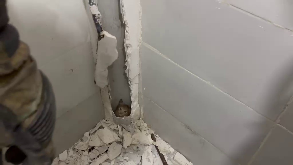 boruda mahsur kalan kedi duvar kirilarak kurtarildi 0 2Sgsemph