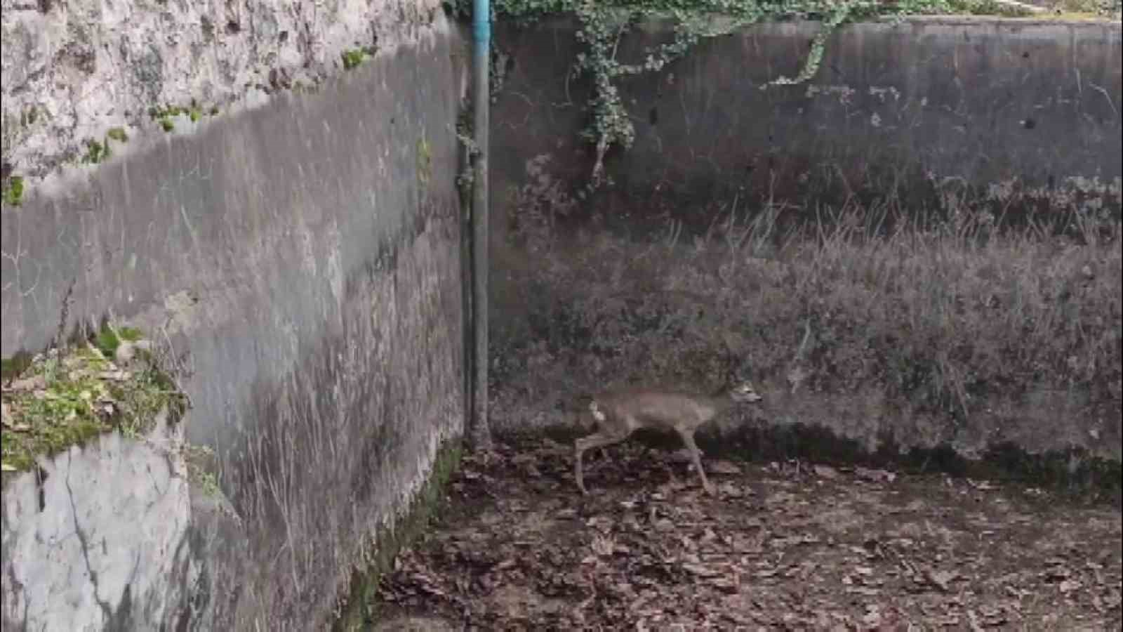 bos havuza dusen yavru karacayi itfaiyeciler kurtardi 1 jDRbAdJF