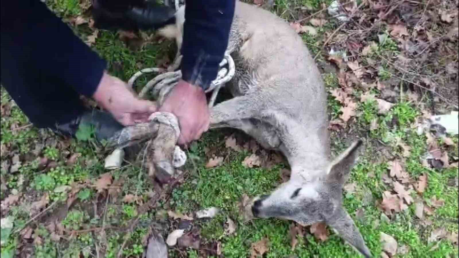bos havuza dusen yavru karacayi itfaiyeciler kurtardi 2 Nd27XuNj