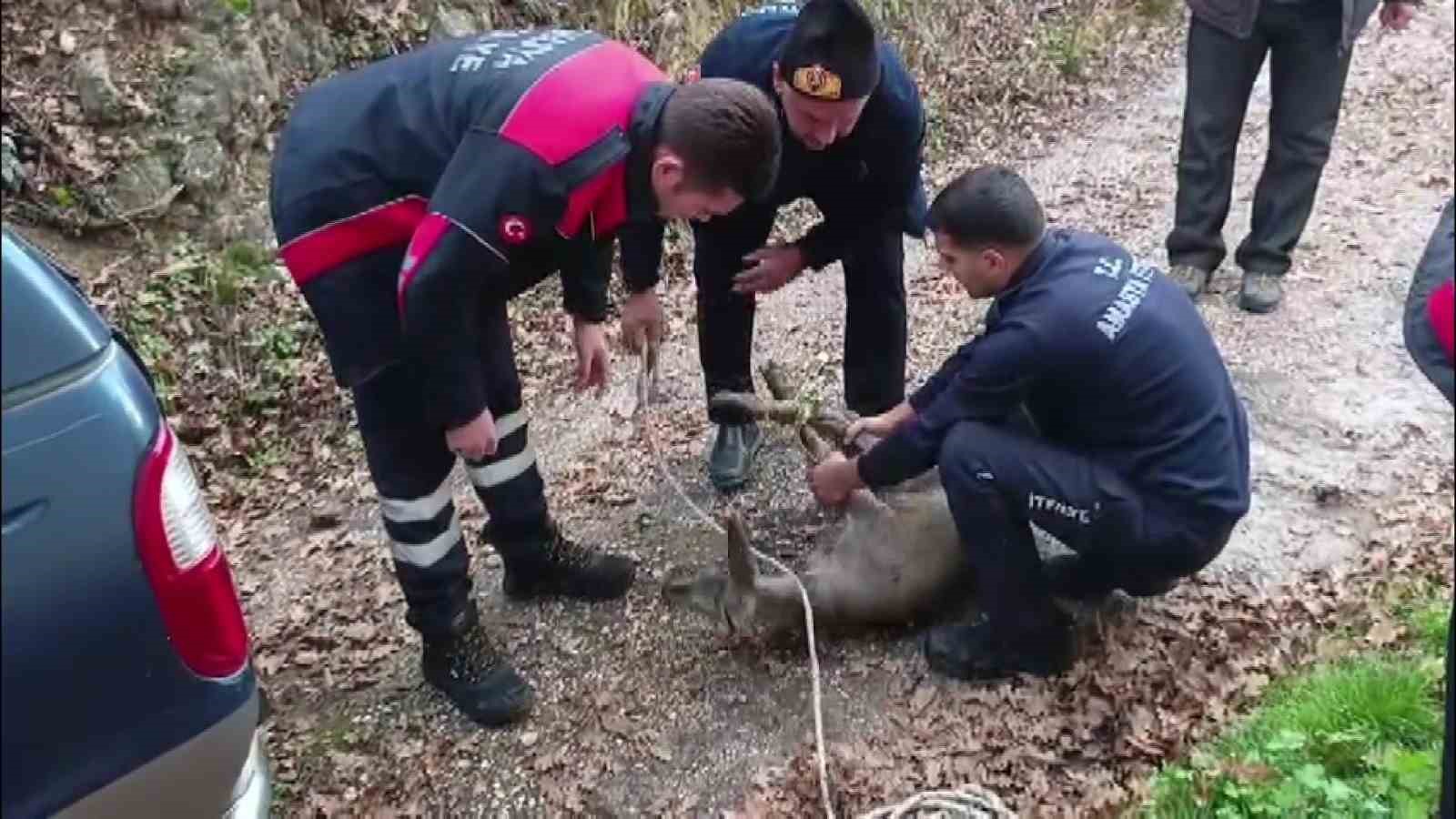 bos havuza dusen yavru karacayi itfaiyeciler kurtardi 3 XZsKrDiO