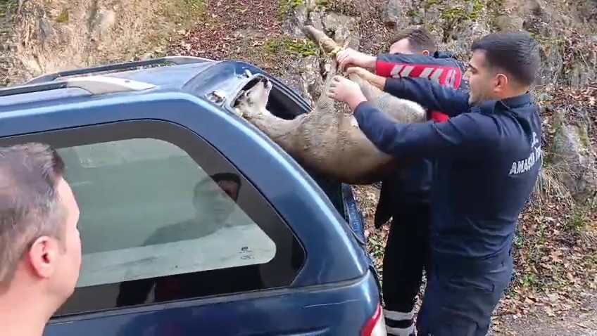 bos havuza dusen yavru karacayi itfaiyeciler kurtardi 5 Pltfig6j