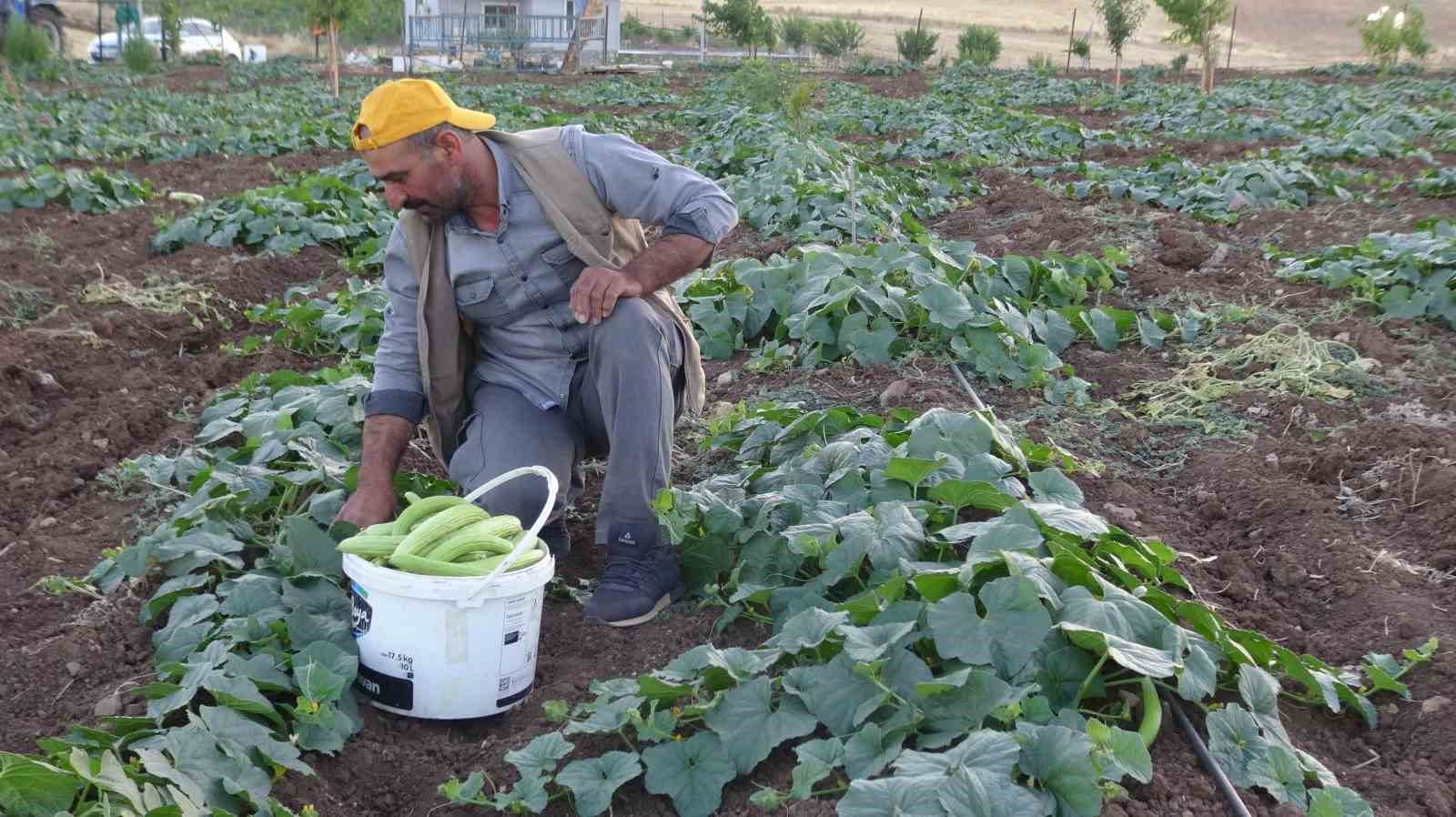 Bostanlarda "trözi" mesaisi 4 bostanlarda trozi mesaisi 0 pN4kvlB2
