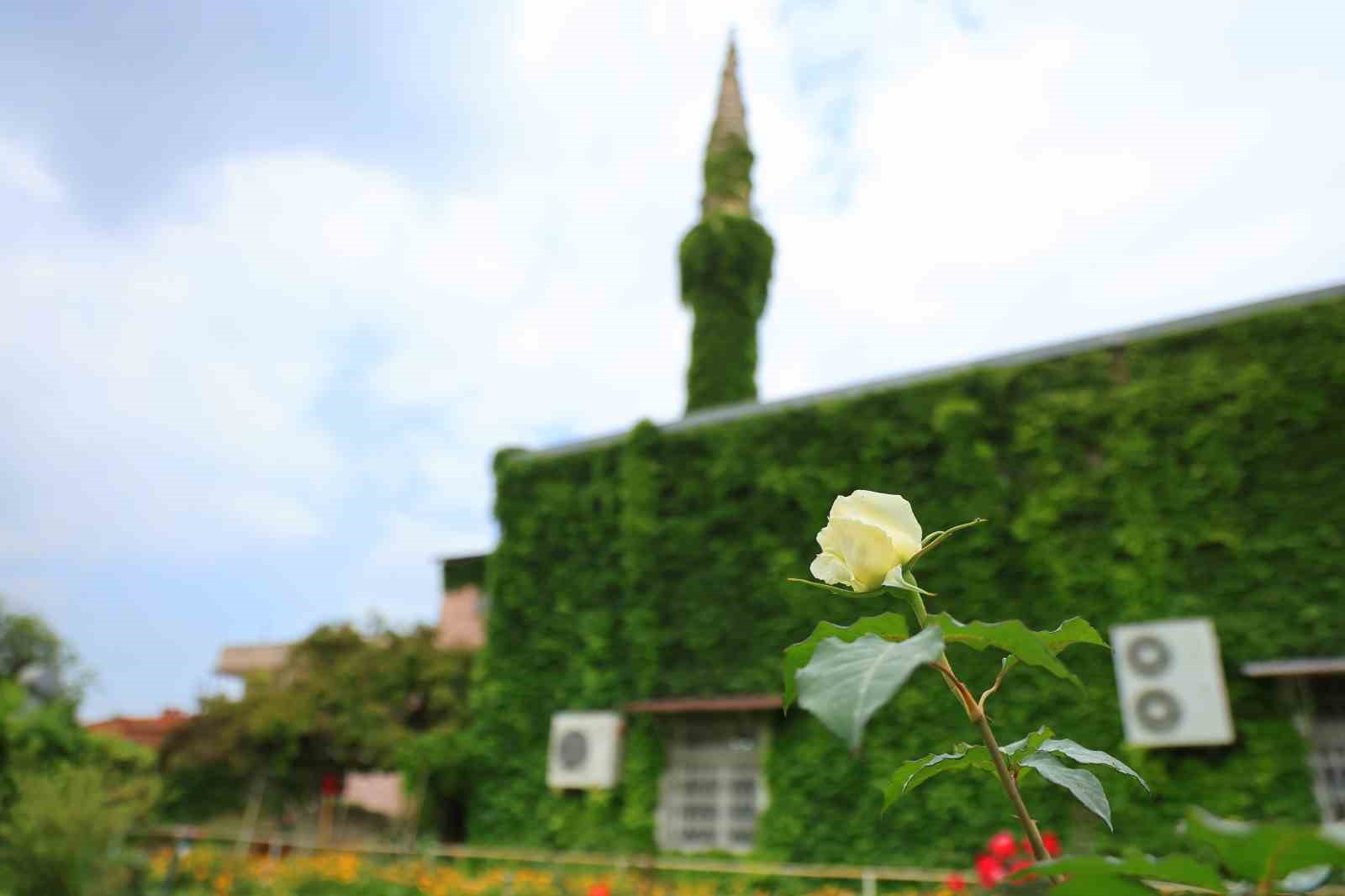 botanik bahceyi andiran cami yeniden sarmasiklarina kavustu 3 iS36eu3u