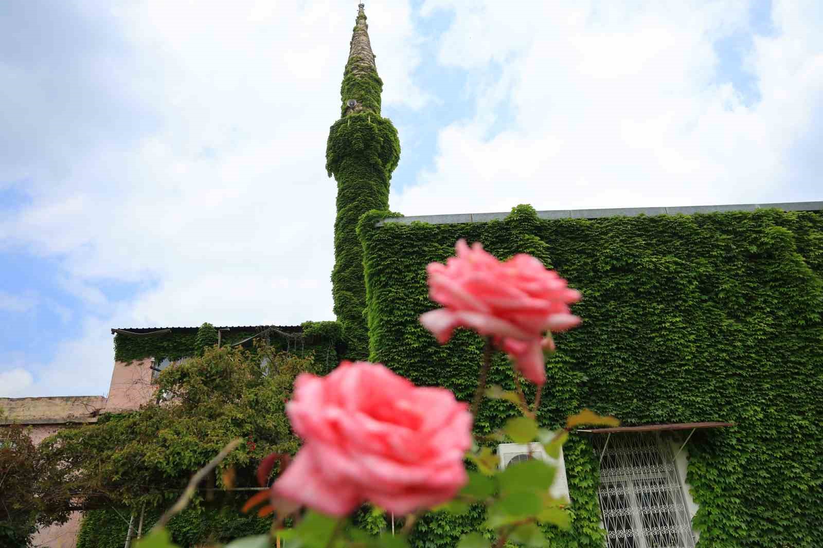 botanik bahceyi andiran cami yeniden sarmasiklarina kavustu 4 dSkcWDv6