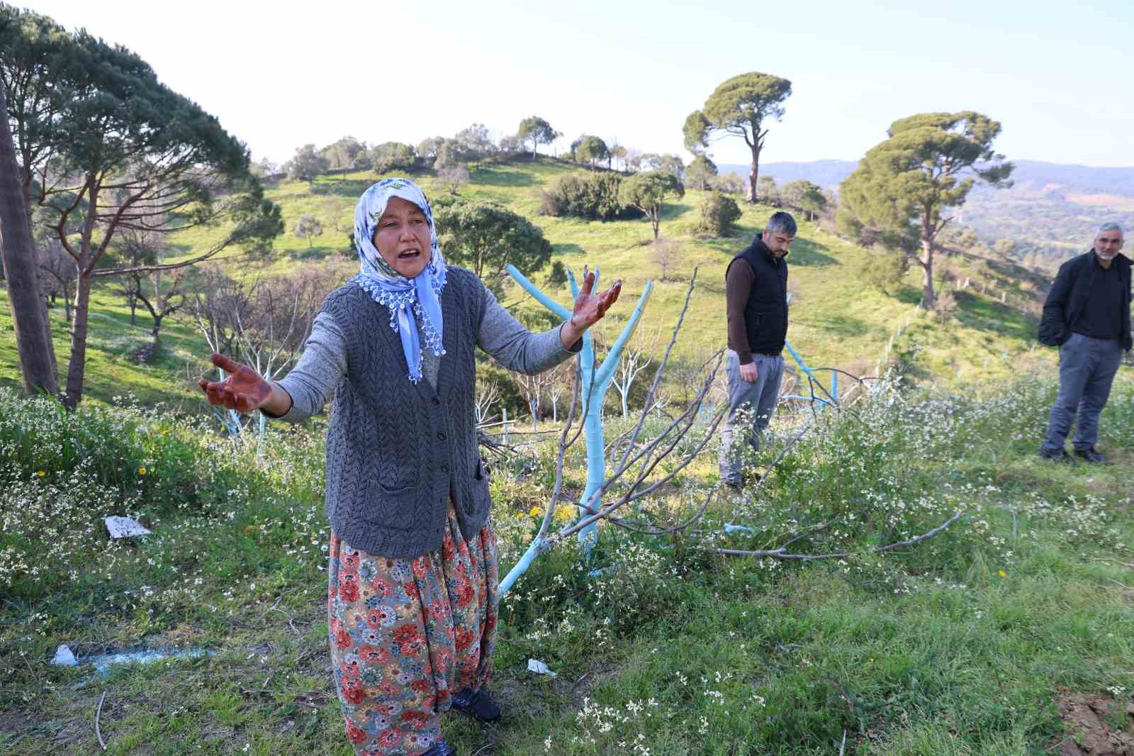 boyle ofke gorulmedi bir gecede yuzlerce incir ve zeytin agacini kesip ortadan kayboldular 1