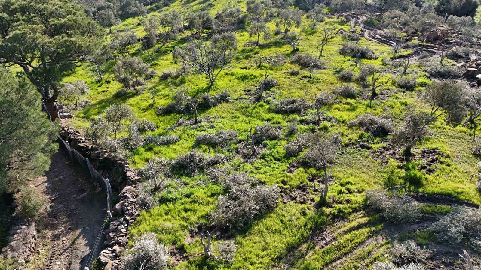boyle ofke gorulmedi bir gecede yuzlerce incir ve zeytin agacini kesip ortadan kayboldular 13