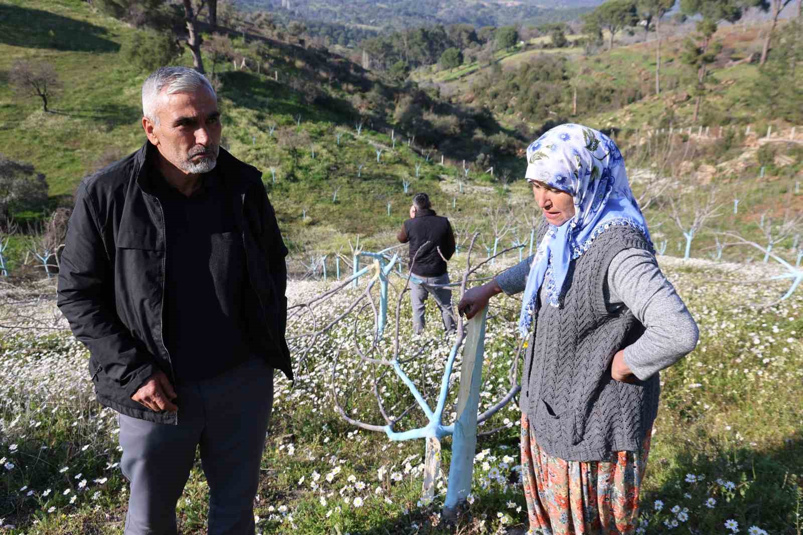 boyle ofke gorulmedi bir gecede yuzlerce incir ve zeytin agacini kesip ortadan kayboldular 2 1e9Vg8TQ