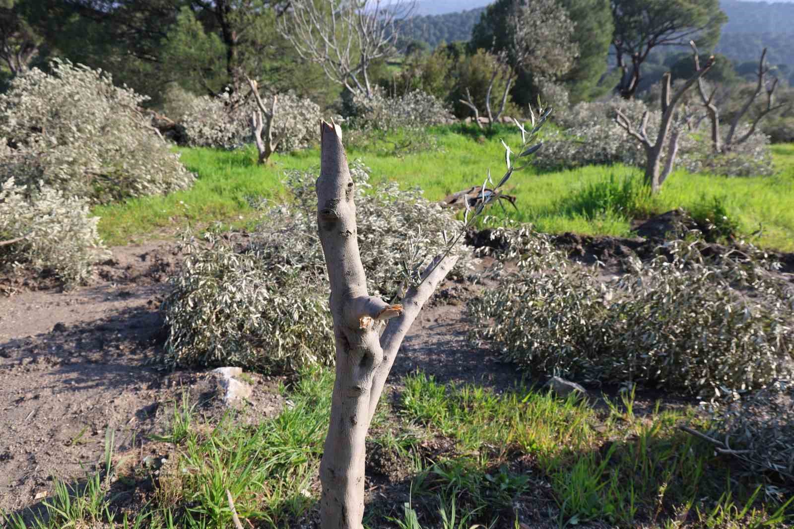 boyle ofke gorulmedi bir gecede yuzlerce incir ve zeytin agacini kesip ortadan kayboldular 8 G1BngOaT