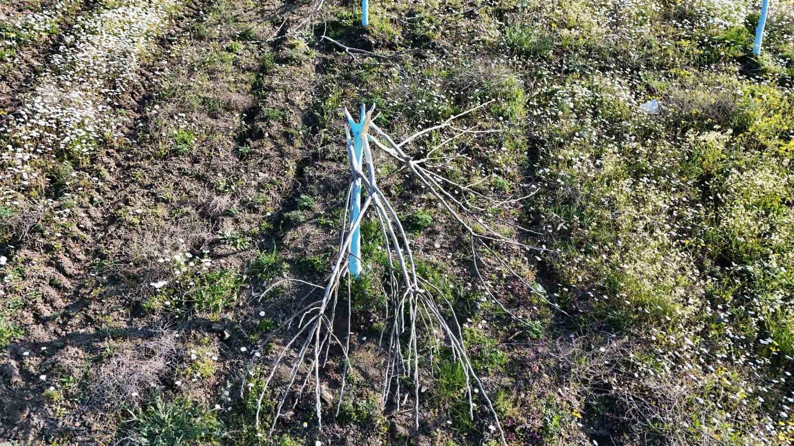 boyle ofke gorulmedi bir gecede yuzlerce incir ve zeytin agacini kesip ortadan kayboldular 9