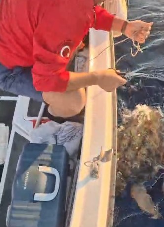 Böyle vicdansızlık görülmedi: "Deniz kaplumbağasının ayağına kaldırım taşı bağlamışlar" 6 boyle vicdansizlik gorulmedi deniz kaplumbagasinin ayagina kaldirim tasi baglamislar 2 Tz1pU1te