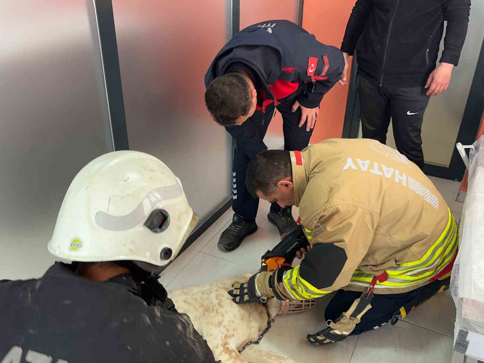 boynuna zincir sikisan kopegin imdadina itfaiye yetisti 2 e2RR1qaD