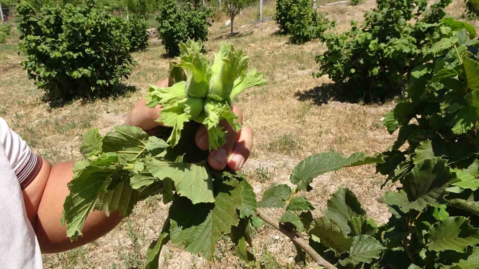 Bozkırın ortasında fındık yetiştirdi 4 bozkirin ortasinda findik yetistirdi 0