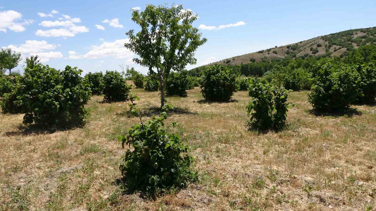 Bozkırın ortasında fındık yetiştirdi 5 bozkirin ortasinda findik yetistirdi 1 lTgPM7Qp