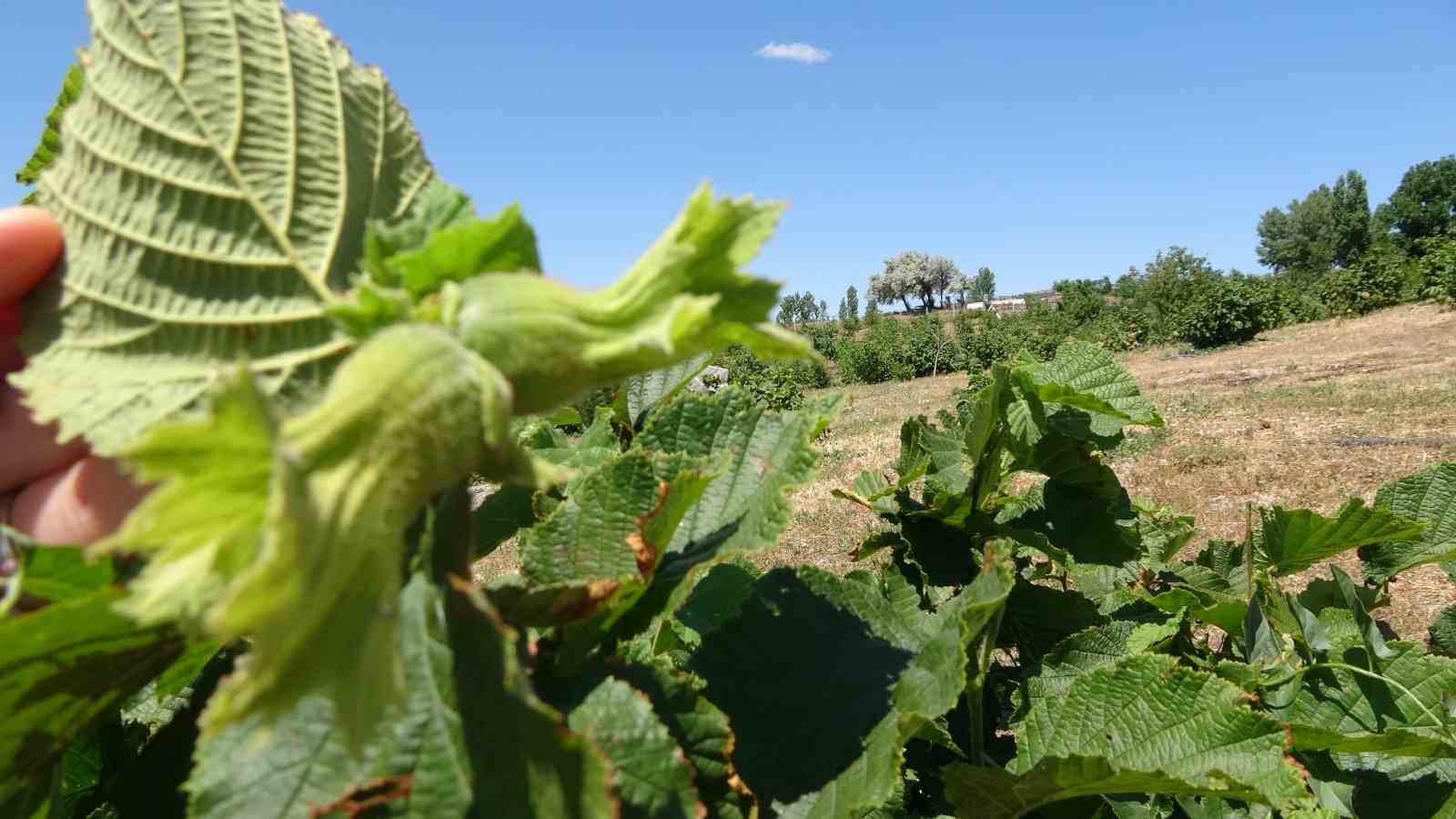 Bozkırın ortasında fındık yetiştirdi 7 bozkirin ortasinda findik yetistirdi 3 vADq98tF