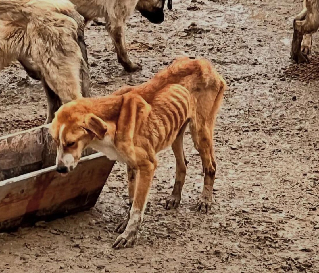 bozuyuk belediyesine ait barinakta ac kalan kopekler birbirini yedi 1 ruLINbpN