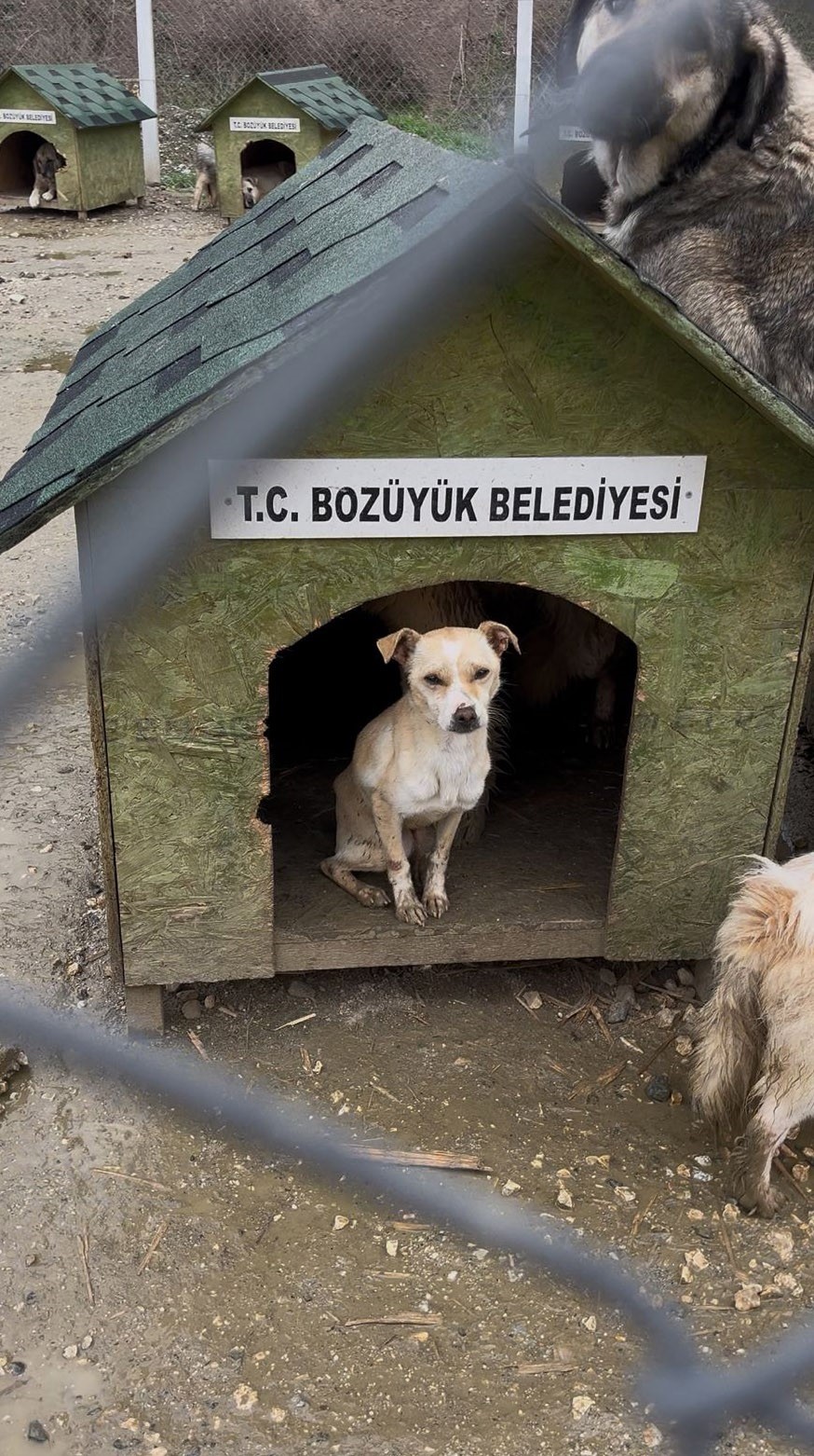 bozuyuk belediyesine ait barinakta ac kalan kopekler birbirini yedi 2 MaTDZPyj