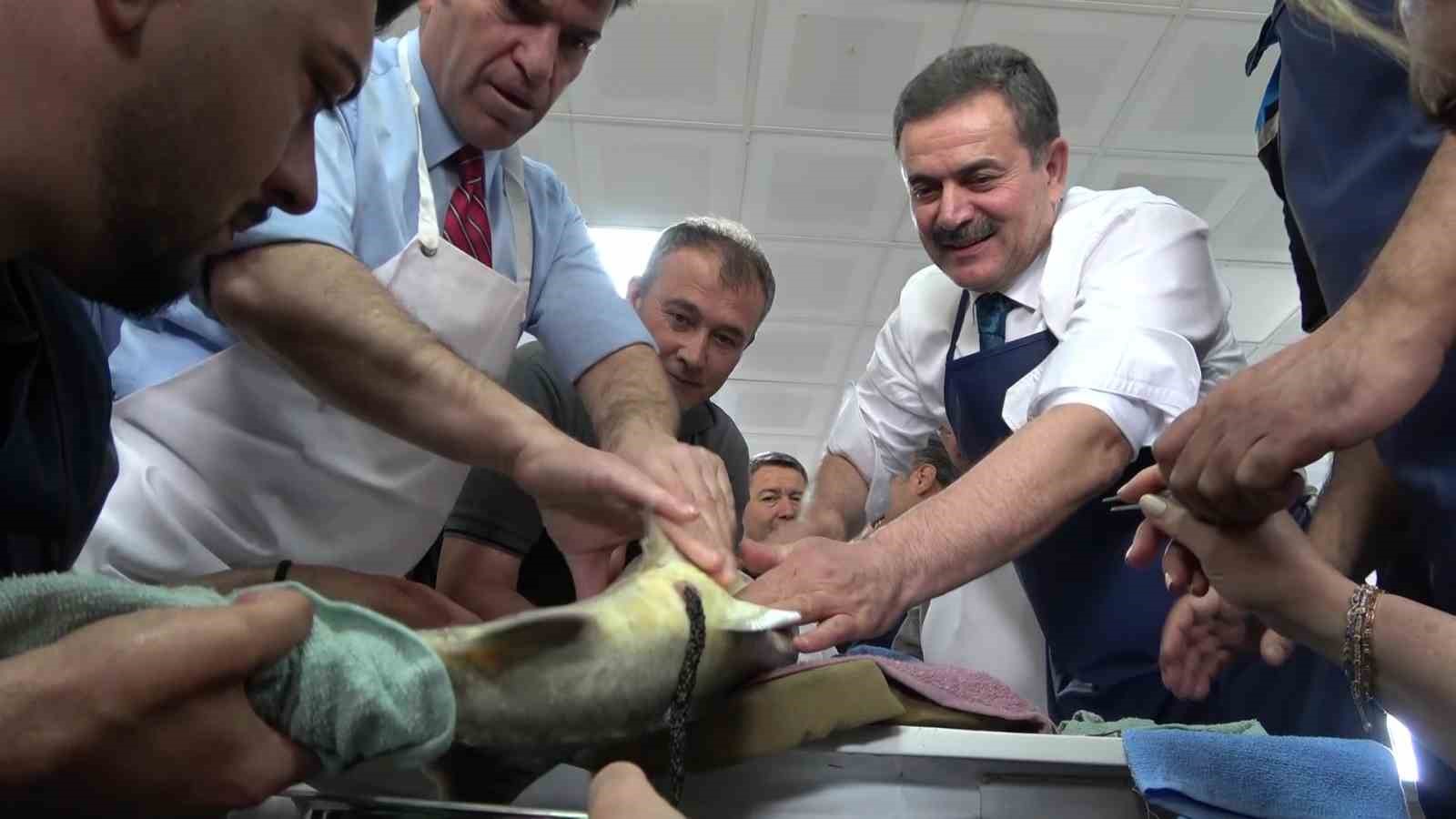 bu baligin havyari siyah inci karadenize 8 bin adet dagitilacak ciple takip edilecek 5 5Z4PhEIW