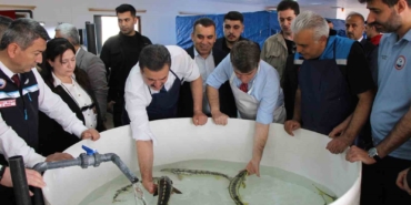 bu-baligin-havyari-siyah-inci-karadenize-8-bin-adet-dagitilacak-ciple-takip-edilecek-8pbP8f4P.jpg