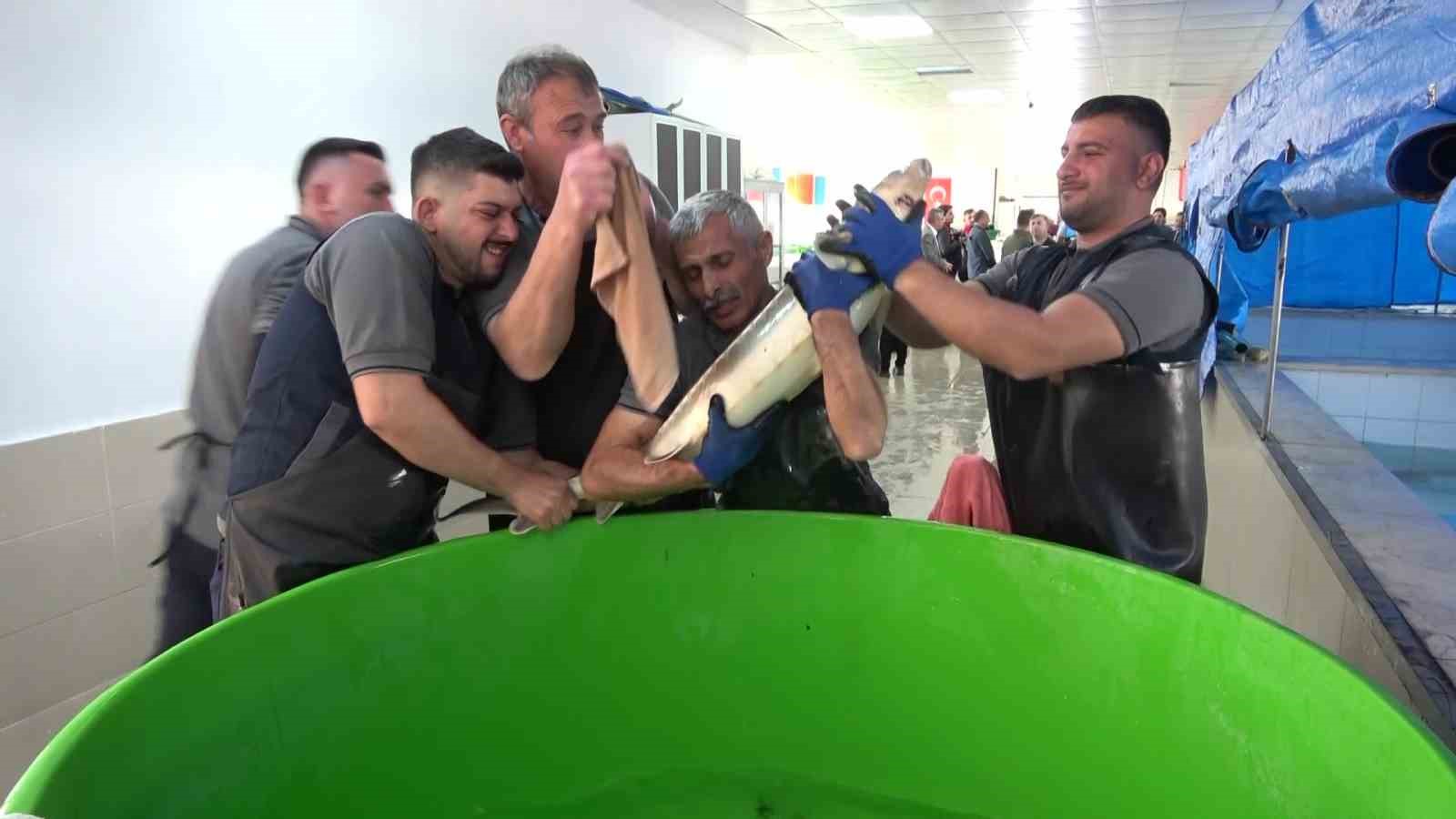 bu baligin havyari siyah inci karadenize 8 bin adet dagitilacak ciple takip edilecek 9 37G8TFGU