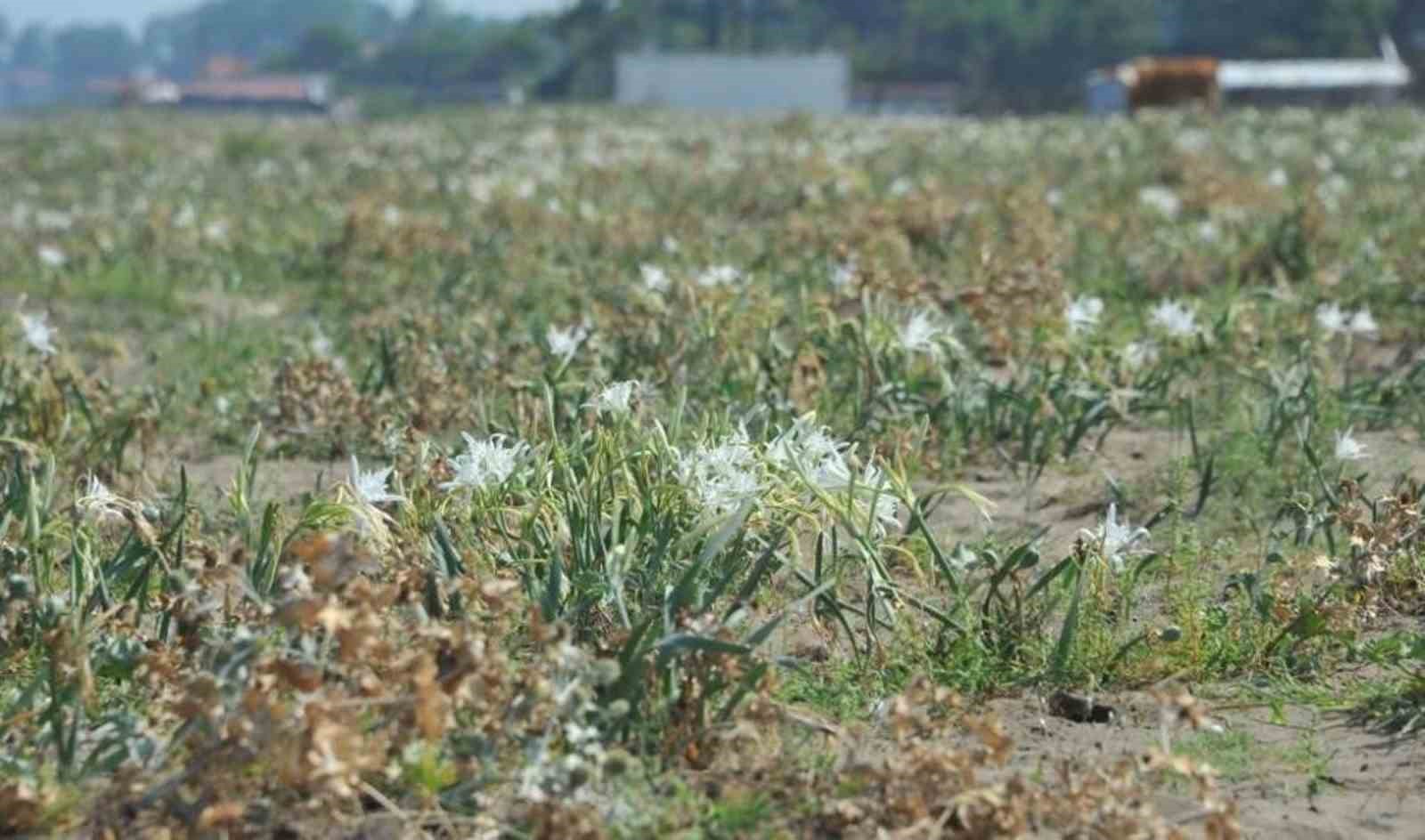 bu bitki ve hayvanlara dokunmanin cezasi servet degerinde 2 jNUmOa9H