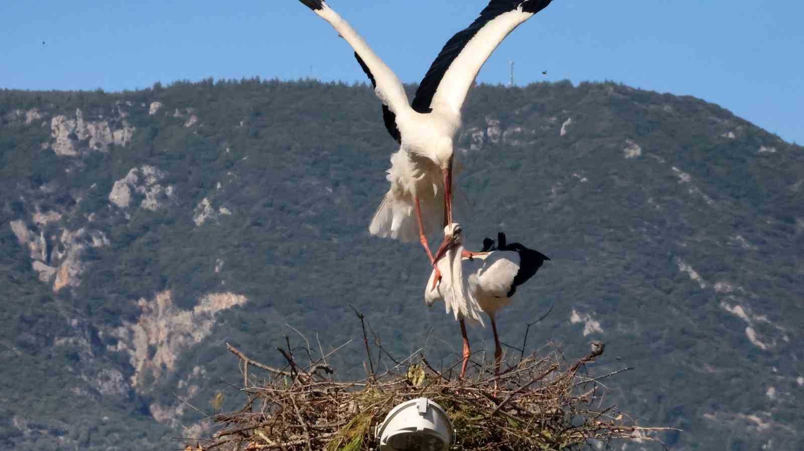bu da leylegin hirsizi 7