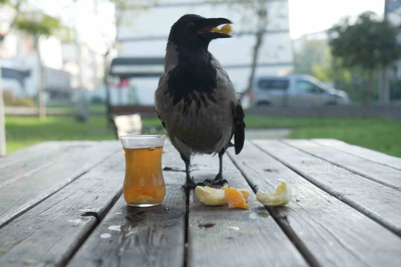 bu karga cay icip rize helvasi yiyor organik gidalari seviyor 0 9MXQRBYb